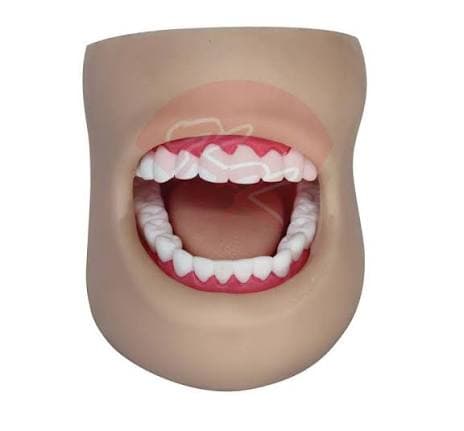 KAR/K4 Life-Size Dental Care Training Model with Cheek