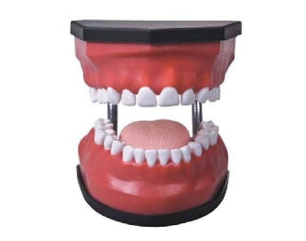 KAR/K3 Luxurious Dental Care Training Model (32 Pieces)