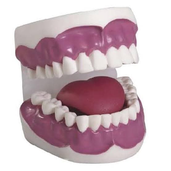 KAR/K2 Dental Care Training Model (28 Pieces)